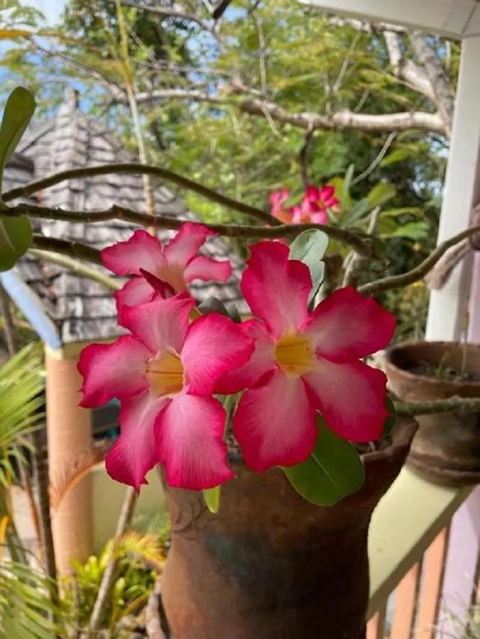 בית הארחה ויו פורט Villa Caribbean Dream